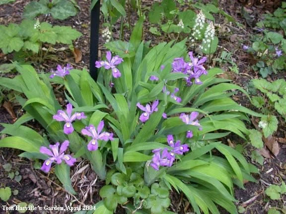 100 Dwarf Crested Iris Plants – Iris cristata Bare Root Perennial Wildflower - Image 6