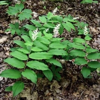 100 False Solomon's Seal Bare Root Plants - Maianthemum Racemosum Wildflower - Image 10