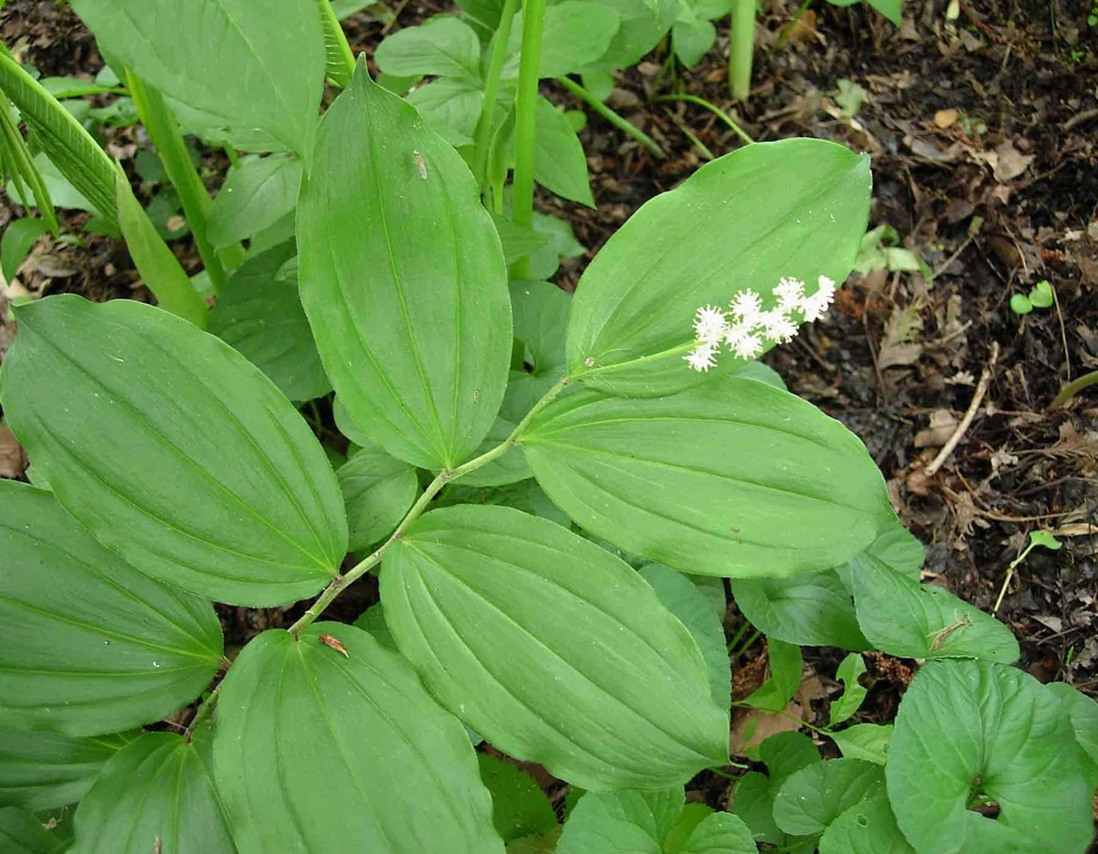 100 False Solomon's Seal Bare Root Plants - Maianthemum Racemosum Wildflower - Image 7