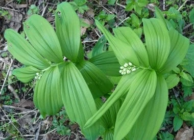100 False Solomon's Seal Bare Root Plants - Maianthemum Racemosum Wildflower - Image 8