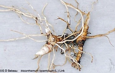 100 False Solomon's Seal Bare Root Plants - Maianthemum Racemosum Wildflower - Image 9