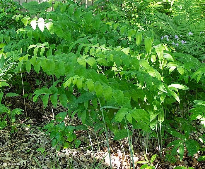 100 True Solomon's Seal Bare Root Plants - Polygonatum Biflorum Wildflower Perennial - Image 3