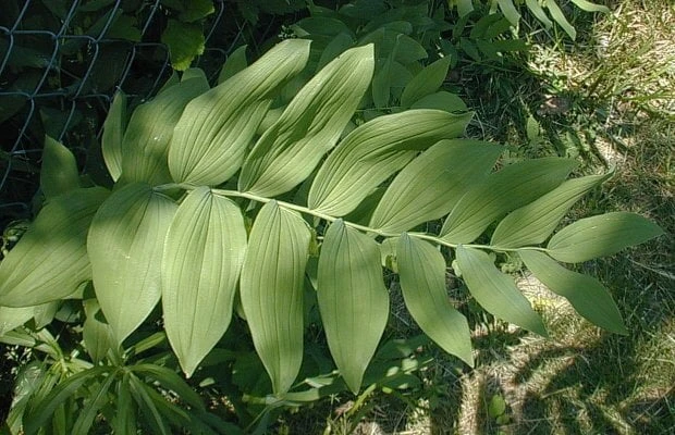 100 True Solomon's Seal Bare Root Plants - Polygonatum Biflorum Wildflower Perennial - Image 4