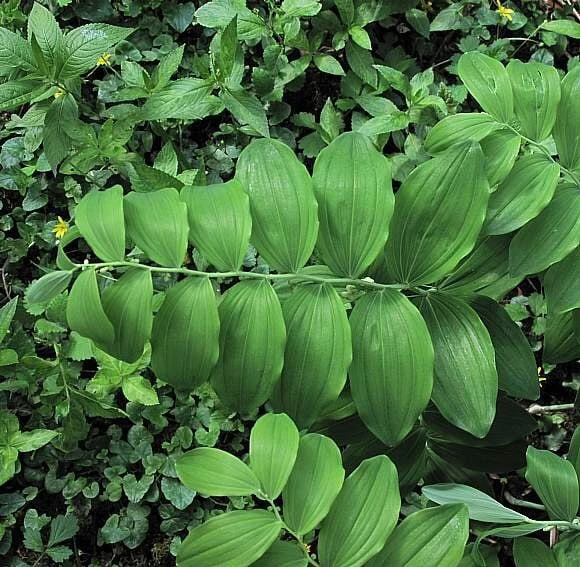 100 True Solomon's Seal Bare Root Plants - Polygonatum Biflorum Wildflower Perennial - Image 5