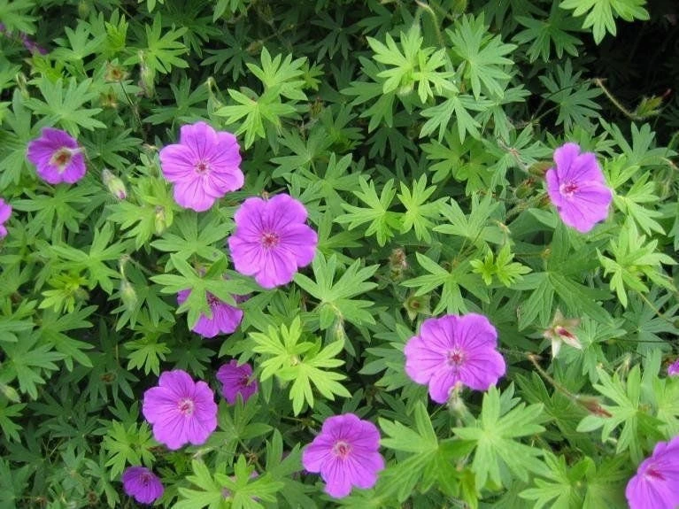 100 Wild Geraniums Bare Root Plants - Cranesbill Geranium Maculatum Organic - Image 2