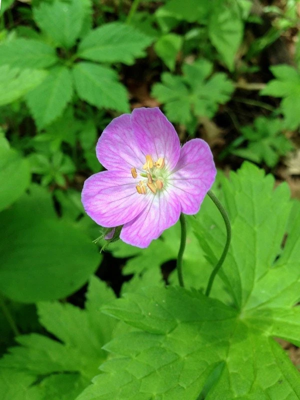 100 Wild Geraniums Bare Root Plants - Cranesbill Geranium Maculatum Organic - Image 5