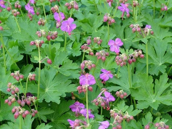 100 Wild Geraniums Bare Root Plants - Cranesbill Geranium Maculatum Organic - Image 8
