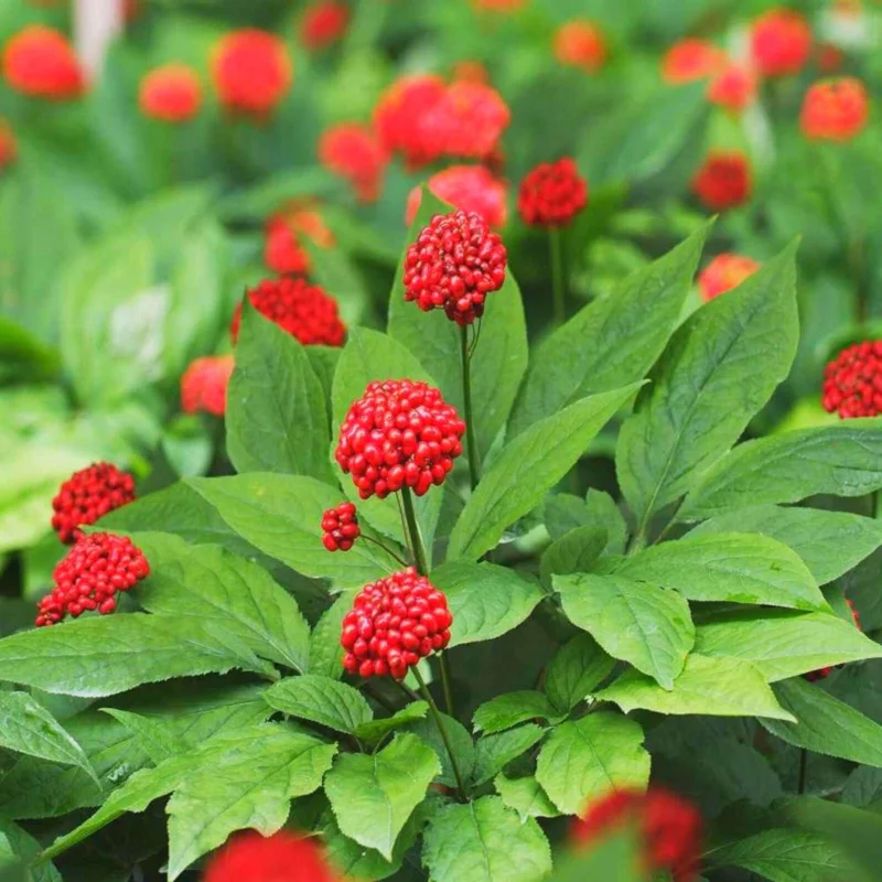1000 Stratified American Ginseng Seeds - Panax quinquefolius for Wild Root Cultivation - Image 1
