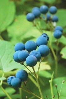15 Blue Cohosh Bare Root Plants - Organic, Native Wildflower Perennial - Image 9