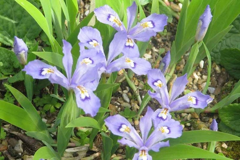 15 Dwarf Crested Iris Plants Iris Cristata Bare Root Shade Garden Native Wildflower - Image 1