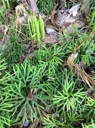 15 Fan Clubmoss Bare Roots - Evergreen Ground Cover Vine - Wildflower Native Transplant - Image 10