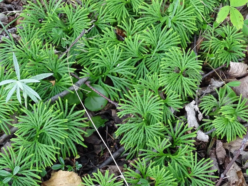 15 Fan Clubmoss Bare Roots - Evergreen Ground Cover Vine - Wildflower Native Transplant - Image 6
