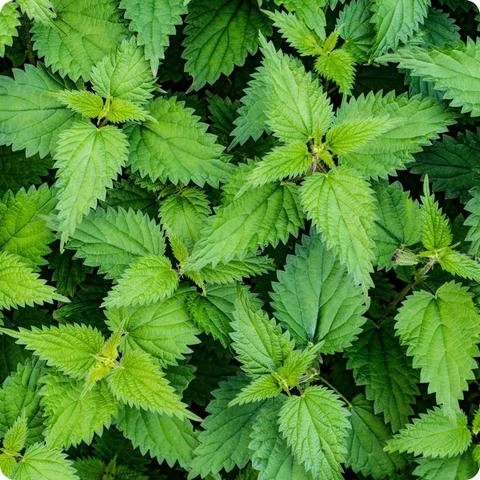 15 Organic Stinging Nettle Bare Root Plants - Urtica dioica Transplants - Image 4