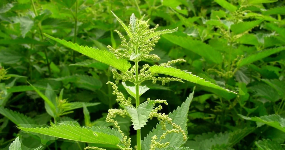 15 Organic Stinging Nettle Bare Root Plants - Urtica dioica Transplants - Image 5