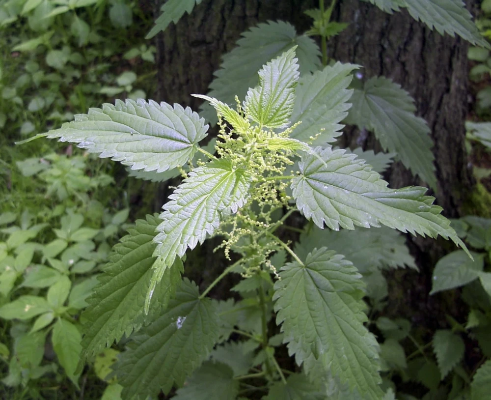 15 Organic Stinging Nettle Bare Root Plants - Urtica dioica Transplants - Image 6