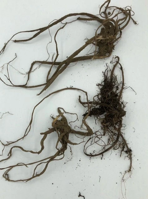 15 Organic Stinging Nettle Bare Root Plants - Urtica dioica Transplants - Image 7