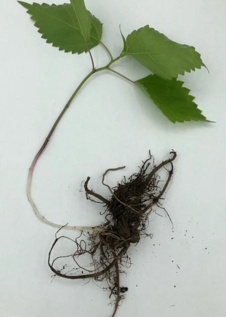 15 Organic Stinging Nettle Bare Root Plants - Urtica dioica Transplants - Image 8