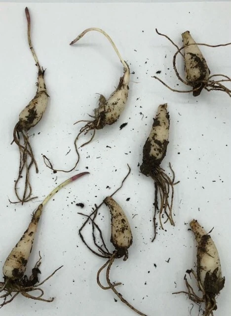 15 Wild Ramps Bulbs - Allium tricoccum Bare Root Wildflower Native Plants - Image 10