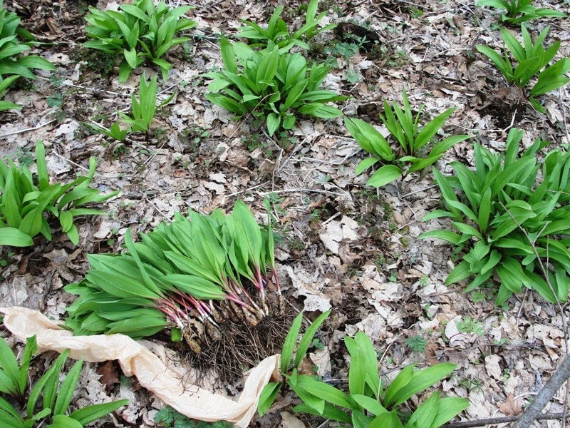 15 Wild Ramps Bulbs - Allium tricoccum Bare Root Wildflower Native Plants - Image 3