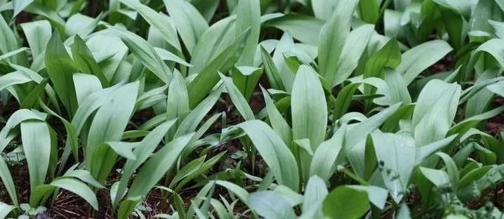 15 Wild Ramps Bulbs - Allium tricoccum Bare Root Wildflower Native Plants - Image 5