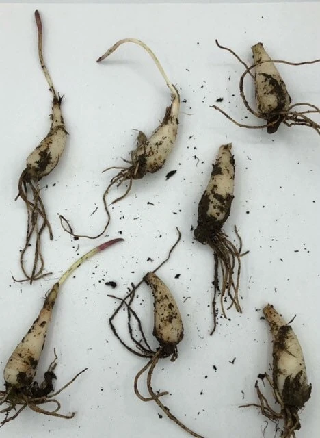 15 Wild Ramps Bulbs - Allium tricoccum Bare Root Wildflower Native Plants - Image 6