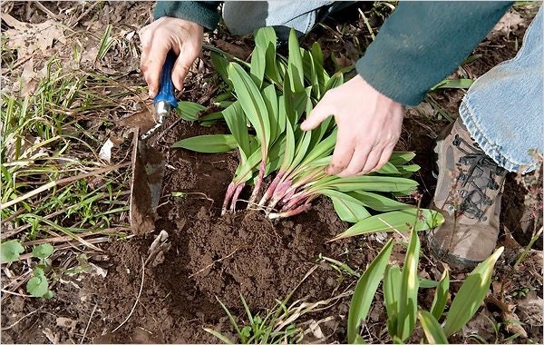 15 Wild Ramps Bulbs - Allium tricoccum Bare Root Wildflower Native Plants - Image 7