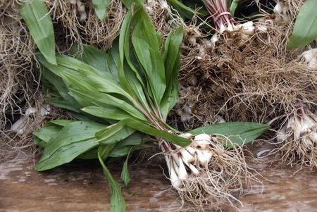 15 Wild Ramps Bulbs - Allium tricoccum Bare Root Wildflower Native Plants - Image 8