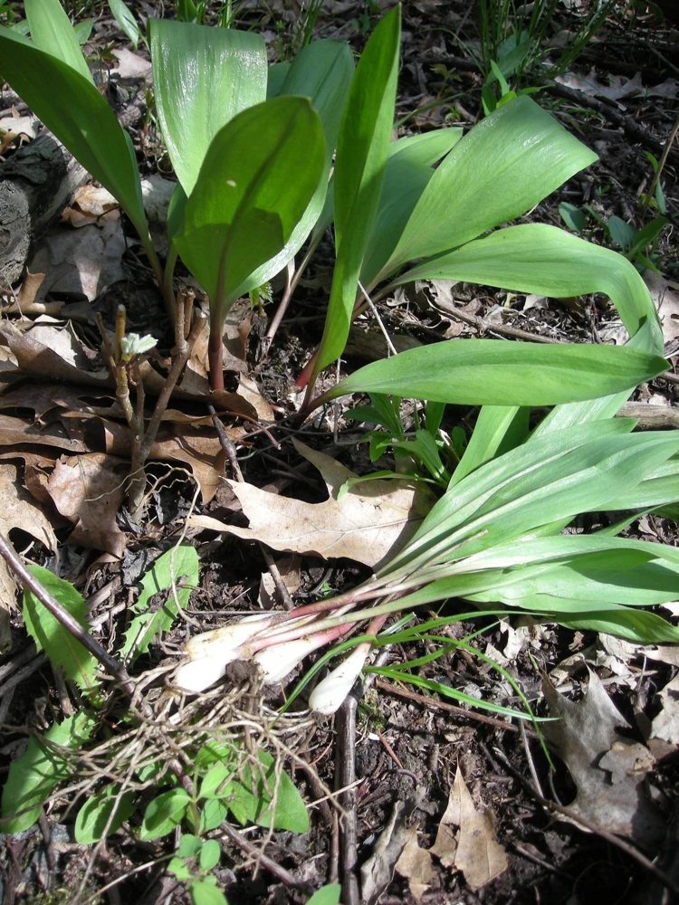 15 Wild Ramps Bulbs - Allium tricoccum Bare Root Wildflower Native Plants - Image 1