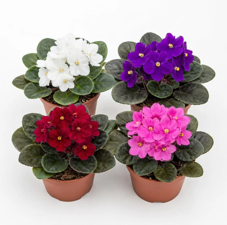 2 Assorted African Violet Live Plants – Pink, Purple, White – 4 Inch Pots – Indoor Houseplants - Image 1