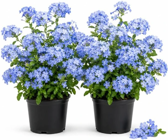 2 Blue Plumbago Live Plants, Flowering Shrub Starters, 3-5 Inches Tall - Image 1