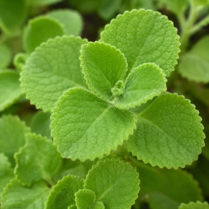2 Cuban Oregano Live Plants for Planting – Fragrant Herb Starter, 4-6 Inch Tall, Indoor/Outdoor - Image 2
