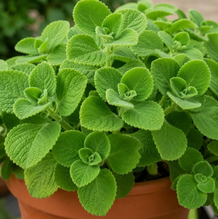 2 Cuban Oregano Live Plants for Planting – Fragrant Herb Starter, 4-6 Inch Tall, Indoor/Outdoor - Image 3