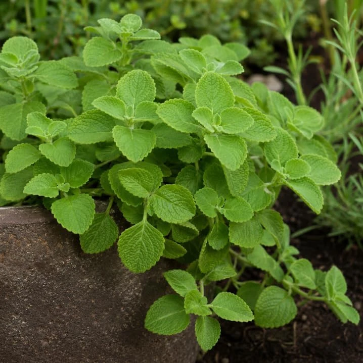 2 Cuban Oregano Live Plants for Planting – Fragrant Herb Starter, 4-6 Inch Tall, Indoor/Outdoor - Image 4