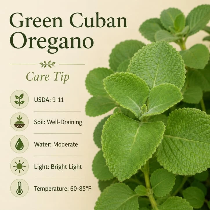 2 Cuban Oregano Live Plants for Planting – Fragrant Herb Starter, 4-6 Inch Tall, Indoor/Outdoor - Image 6