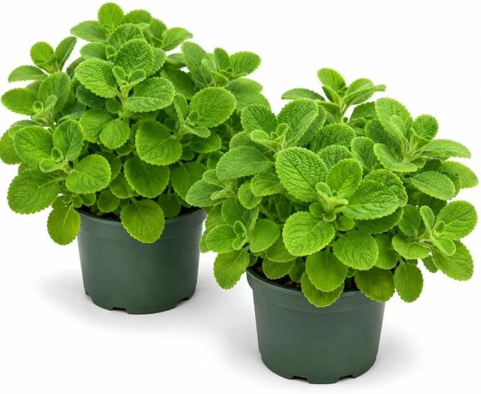 2 Cuban Oregano Live Plants for Planting – Fragrant Herb Starter, 4-6 Inch Tall, Indoor/Outdoor - Image 1