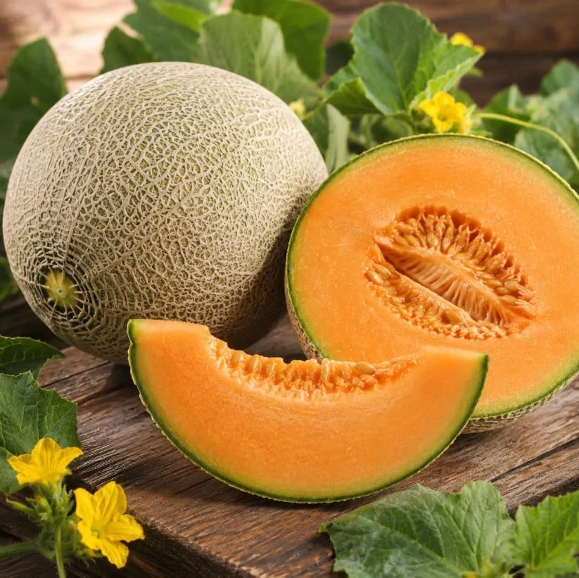 2 Hales Best Cantaloupe Live Plants, 4-6 Inches Tall, 4 Inch Pot, Sweet Melon Starter Vines for Outdoor - Image 3