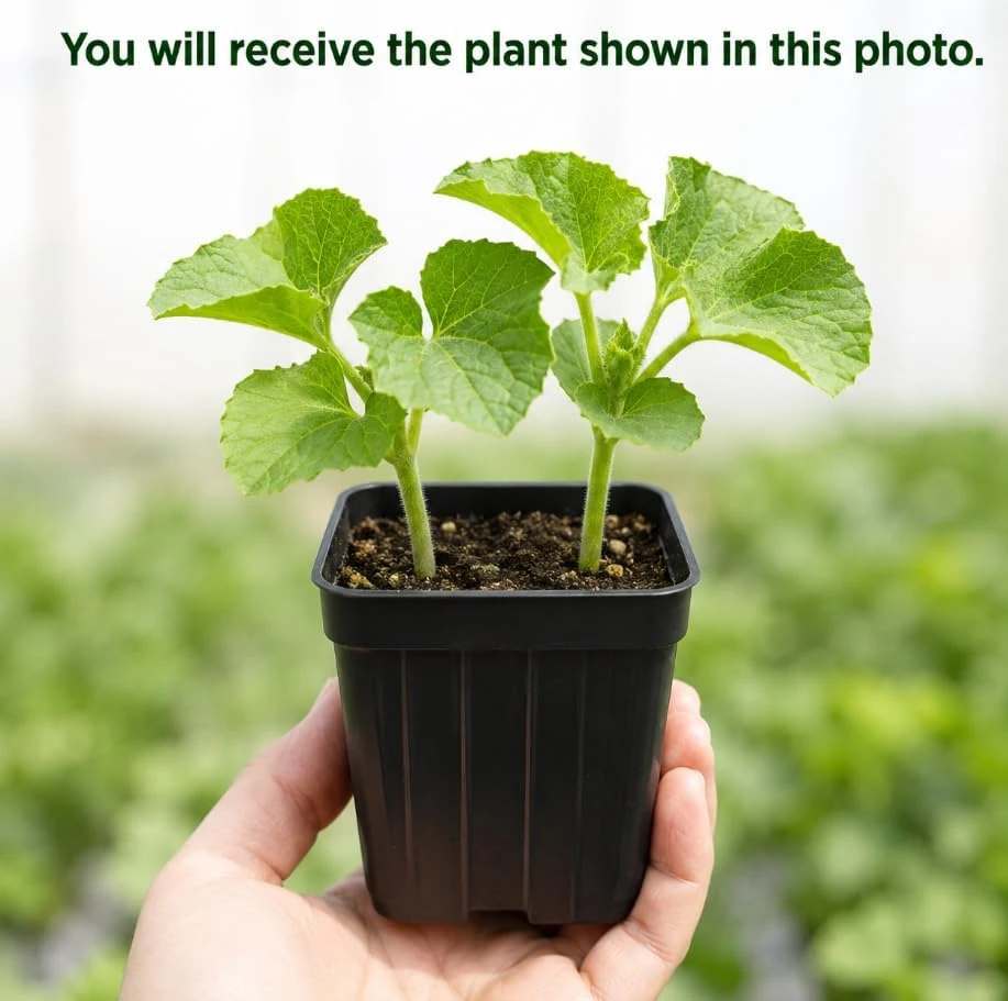 2 Hales Best Cantaloupe Live Plants, 4-6 Inches Tall, 4 Inch Pot, Sweet Melon Starter Vines for Outdoor - Image 4