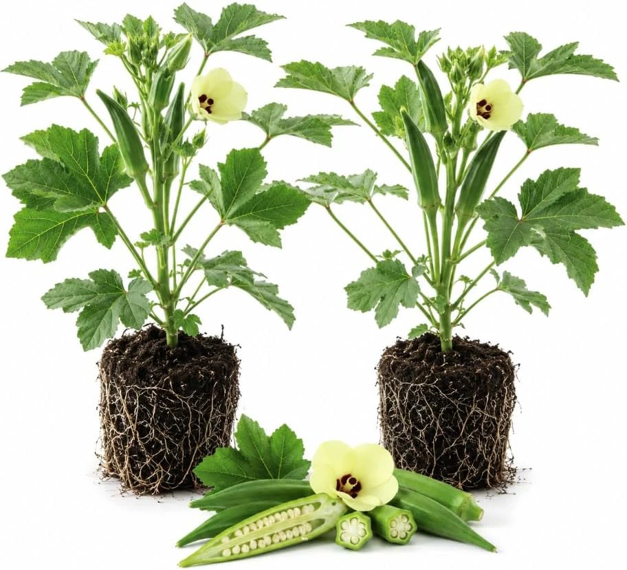 2 Live Green Okra Plants – 3-5 Inches Tall – Vegetable Starter for Garden - Image 1