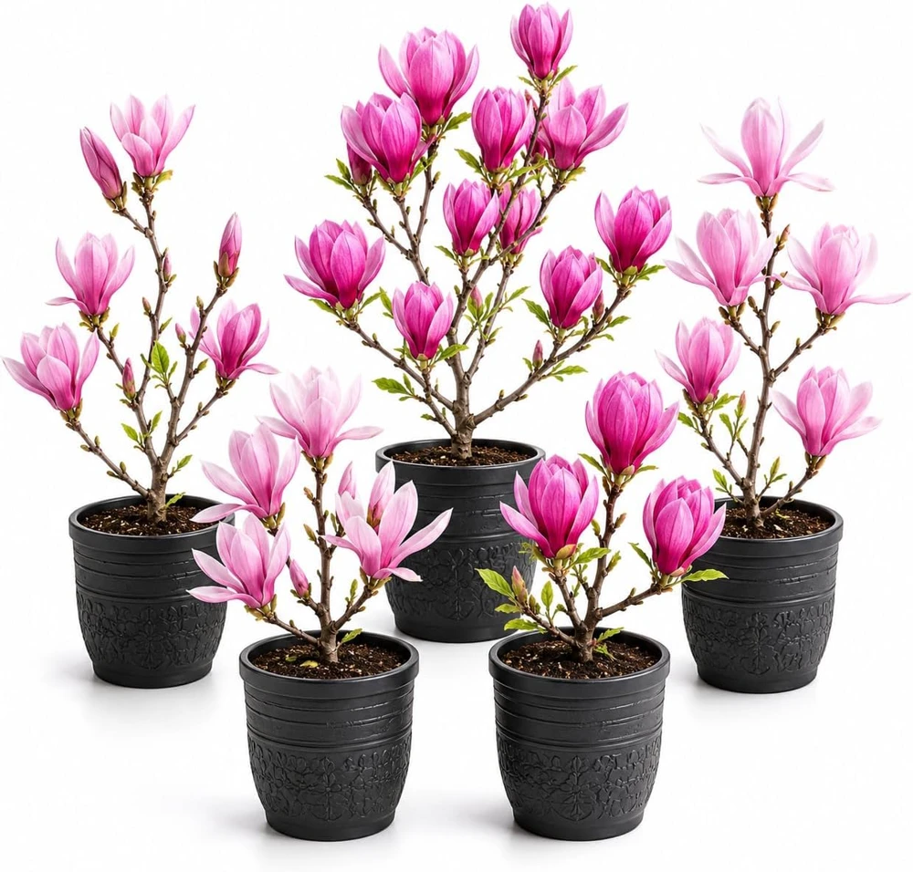 2 Live Magnolia Plants for Home Garden, 5-10 Inches Tall, 2.5 Inch Pot - Image 1