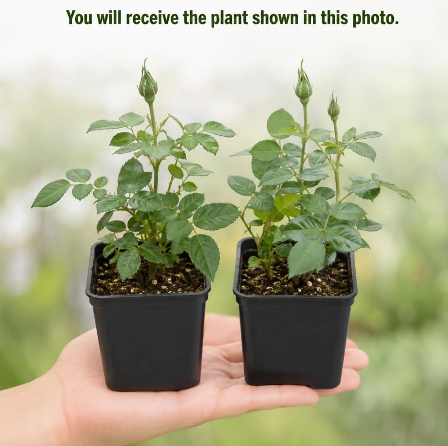 2 Miniature Rose Live Plants - Assorted Colors, 4-6 Inches Tall in 4 Inch Pots, Outdoor - Image 3