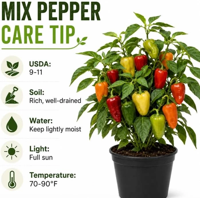 2 Mix Pepper Plants Live โ 3-6 Inch Tall Vegetable Starter for Garden - Image 4