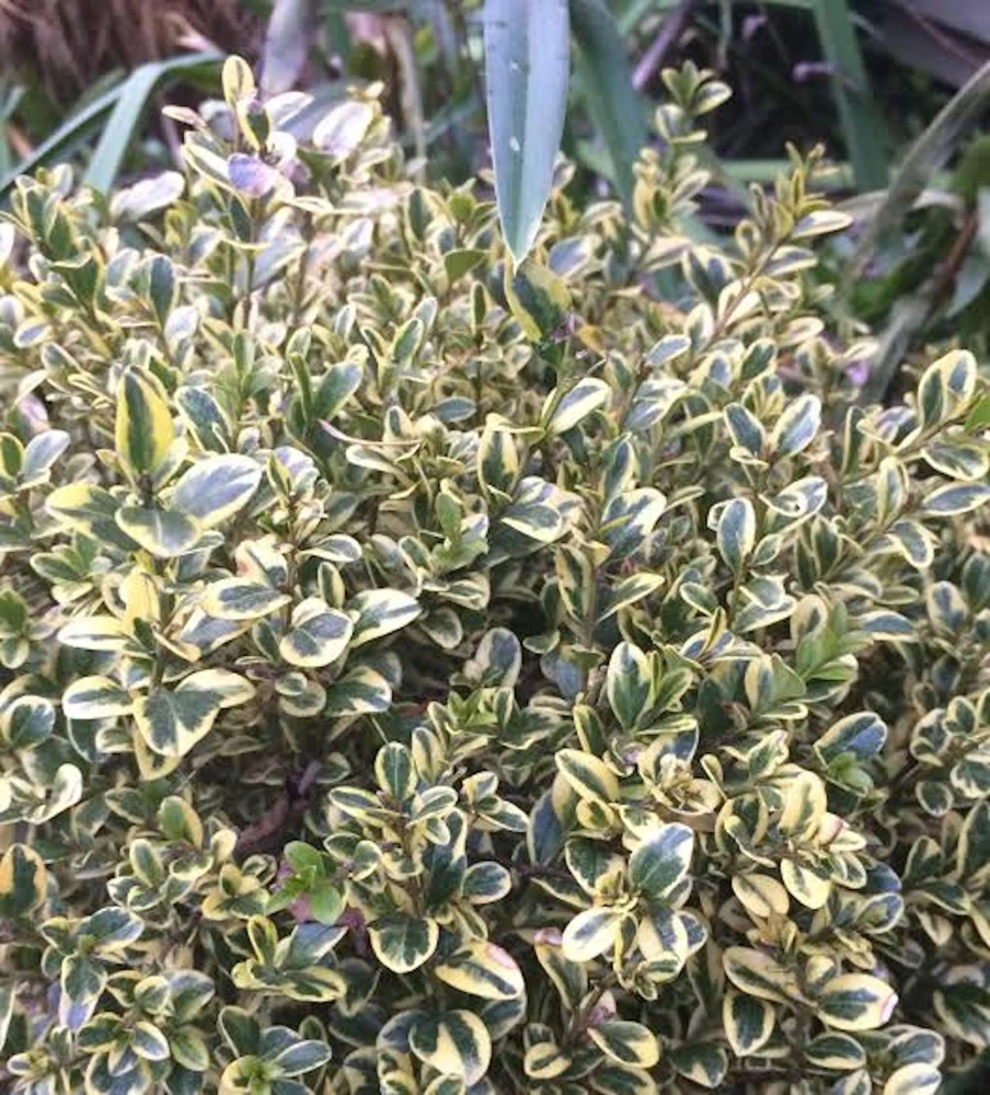 2 Sunburst Faux Boxwood Hedge Panels - UV Protected Greenery 5-8in - Image 2