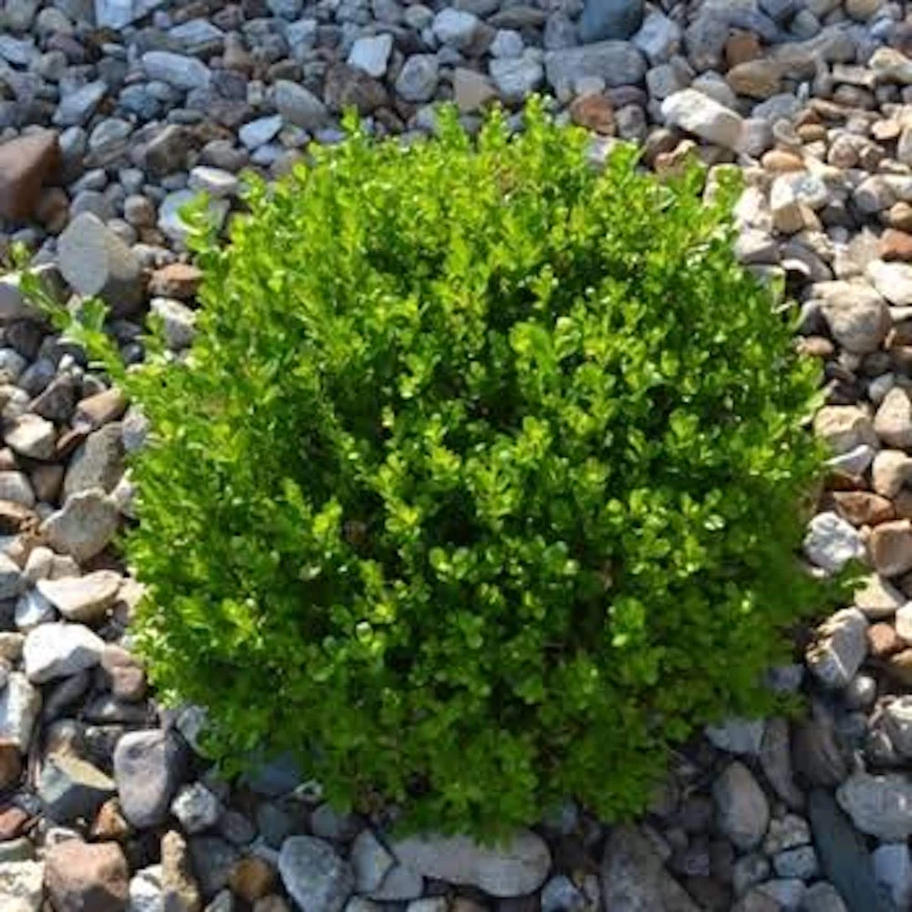 2 Sunburst Faux Boxwood Hedge Panels - UV Protected Greenery 5-8in - Image 3