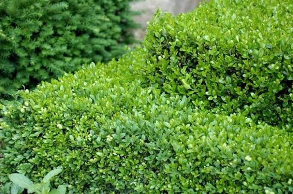 2 Sunburst Faux Boxwood Hedge Panels - UV Protected Greenery 5-8in - Image 4
