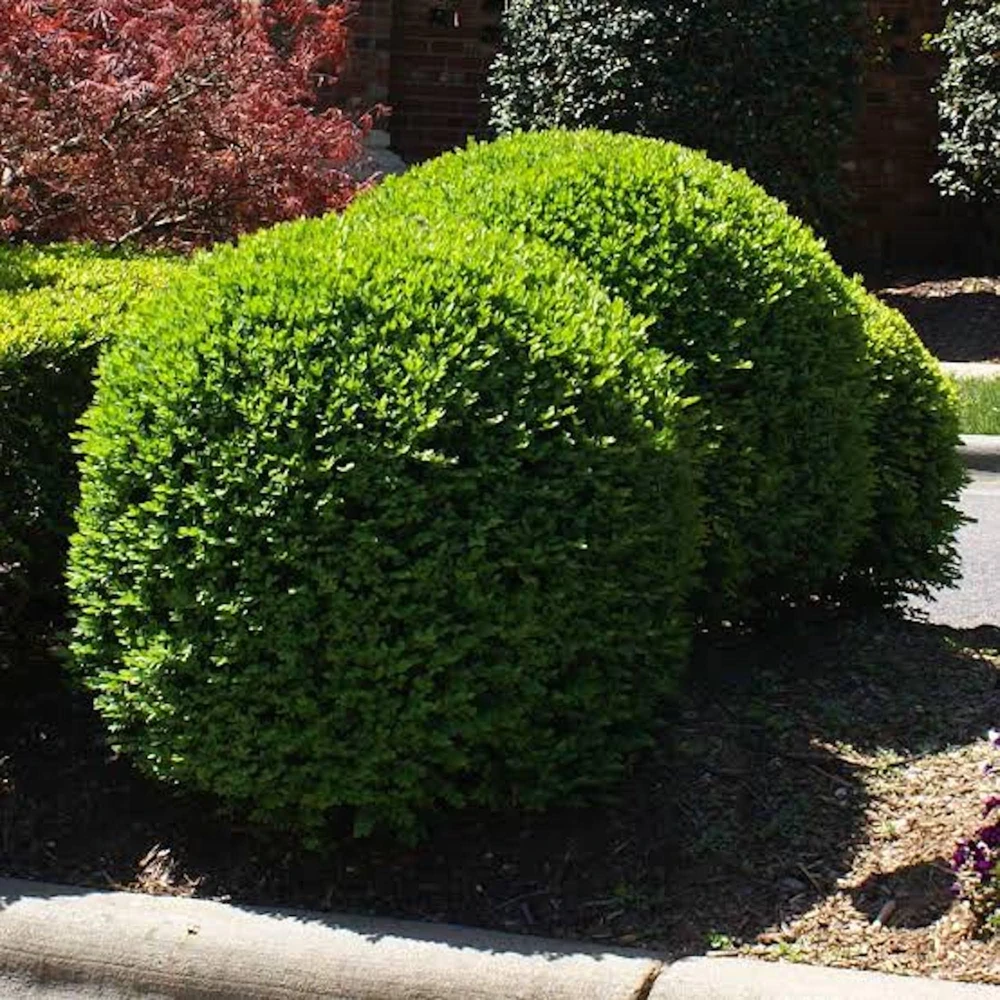 2 Sunburst Faux Boxwood Hedge Panels - UV Protected Greenery 5-8in - Image 5