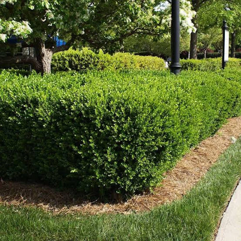 2 Sunburst Faux Boxwood Hedge Panels - UV Protected Greenery 5-8in - Image 6