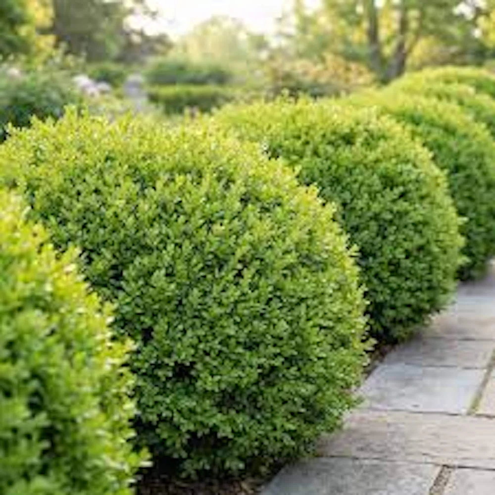 2 Sunburst Faux Boxwood Hedge Panels - UV Protected Greenery 5-8in - Image 1