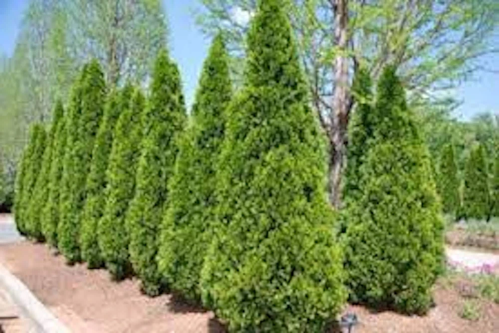 20 Emerald Green Arborvitae Tree Starter Plants - Bare Root Privacy Trees - Image 9