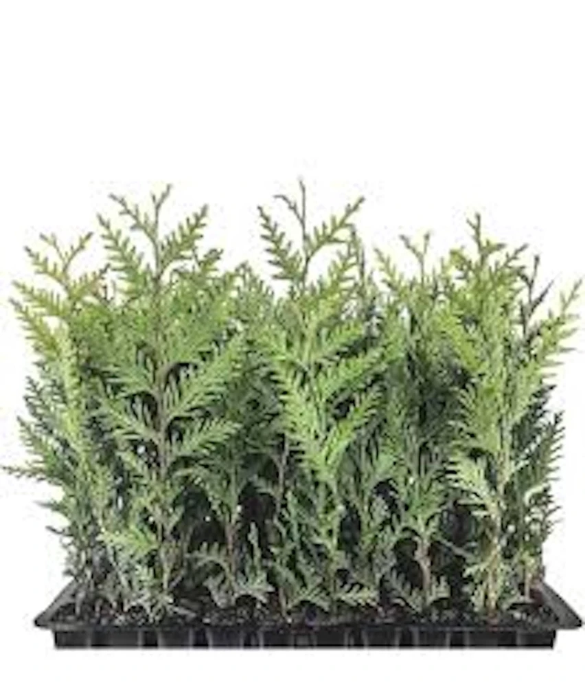 20 Emerald Green Arborvitae Tree Starter Plants - Bare Root Privacy Trees - Image 1