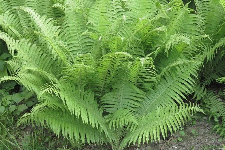 20 Lady Fern Bare Root Plants - Athyrium Filix-Femina Woodland Perennial - Image 10